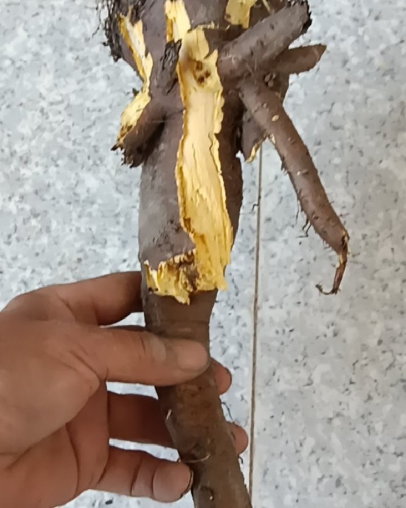土大黄