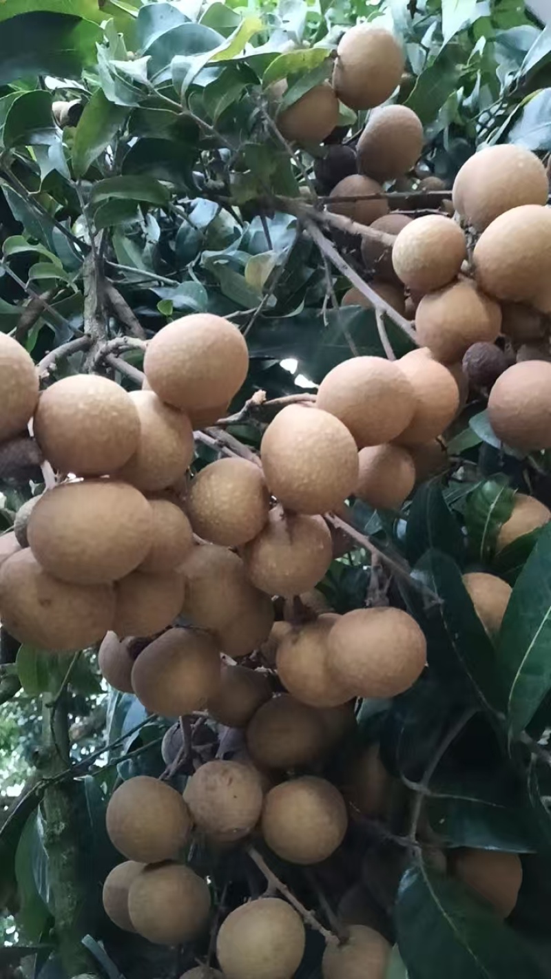 龙眼