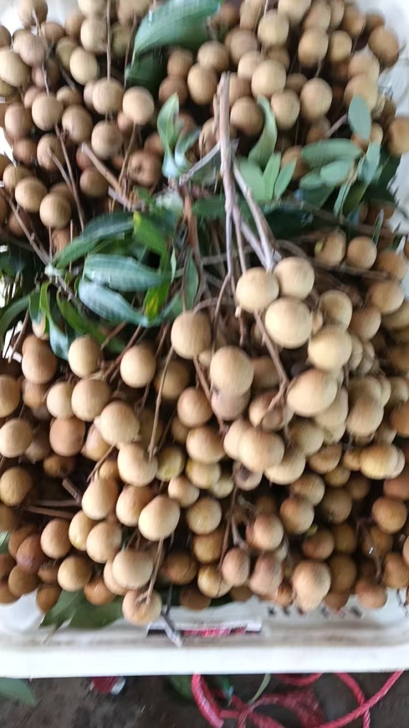 龙眼
