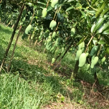 广西百色芒果