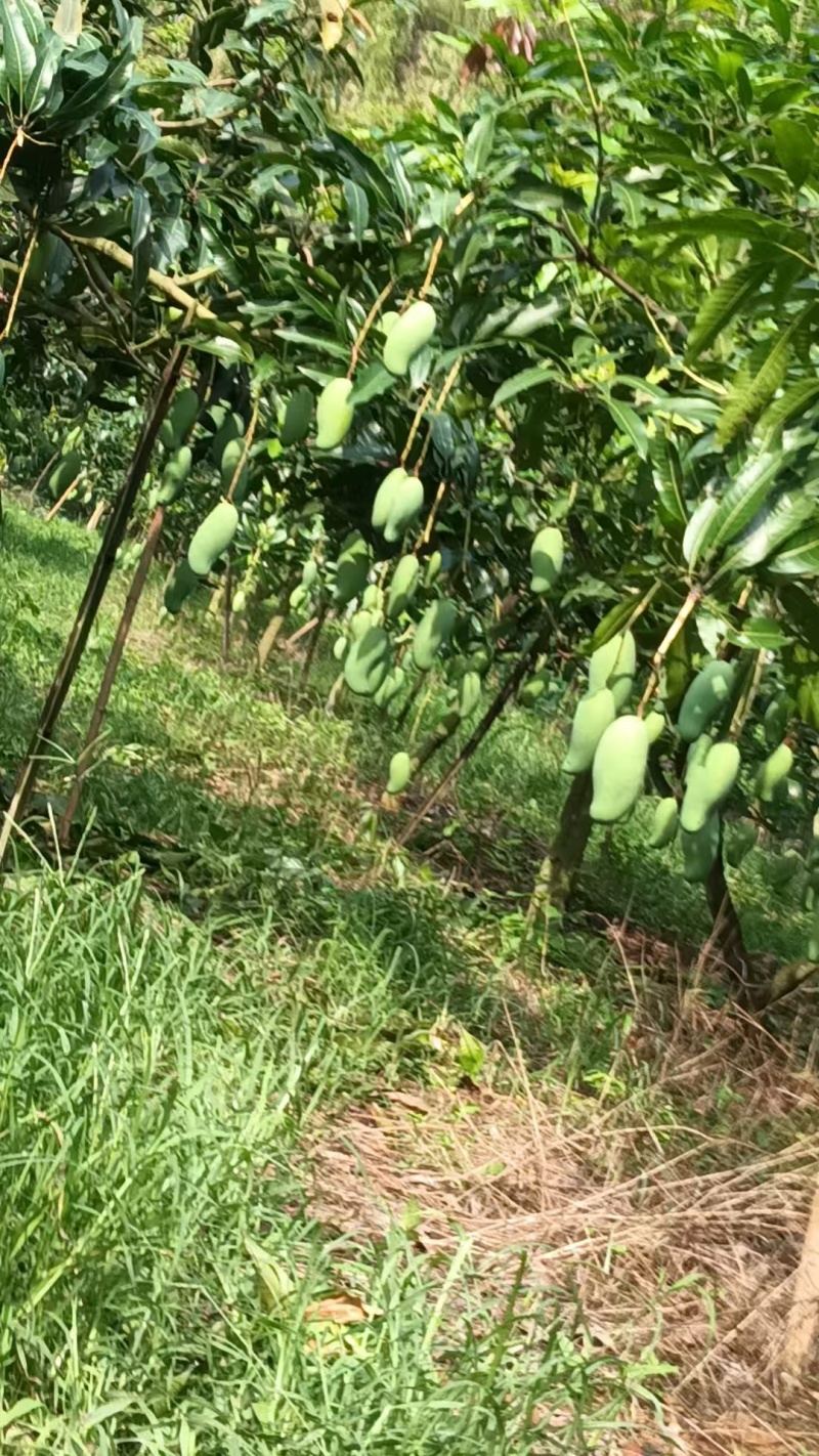 广西百色芒果