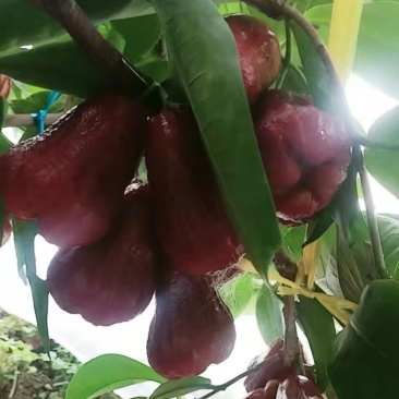 黑金刚莲雾