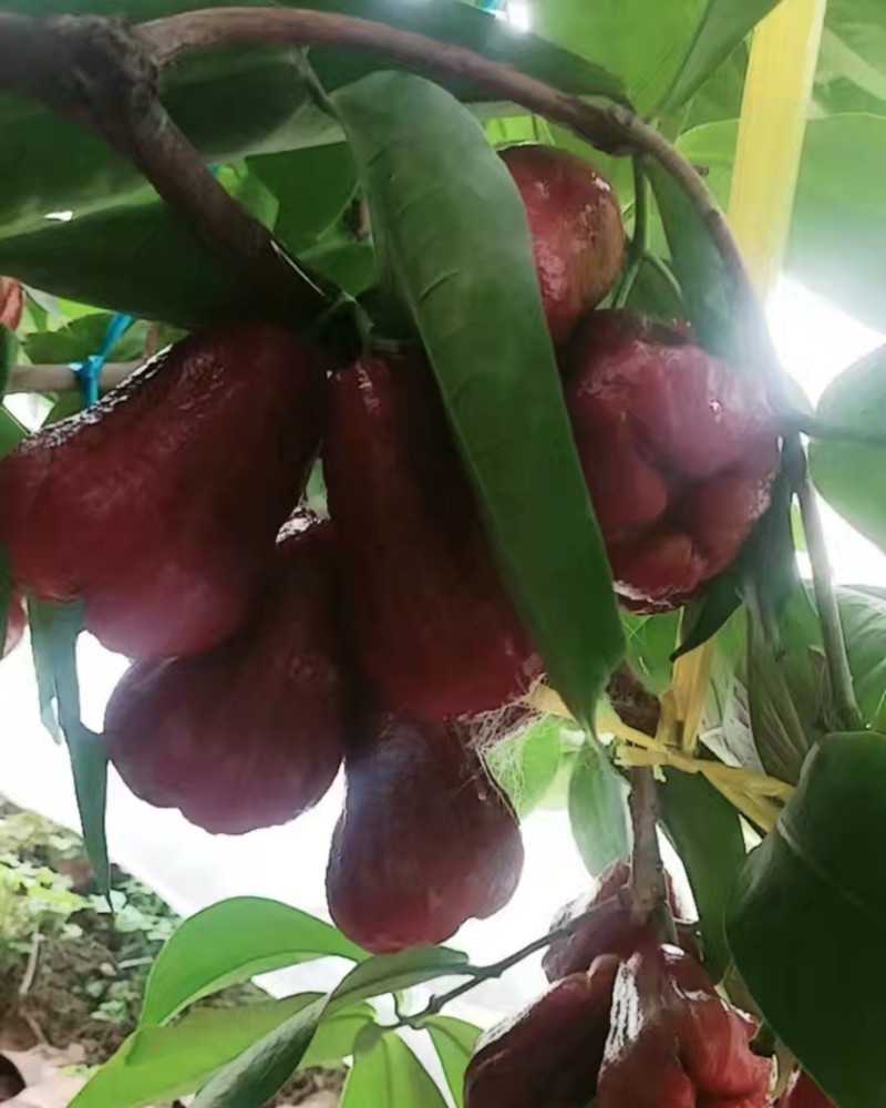黑金刚莲雾