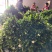 鲜切栀子花