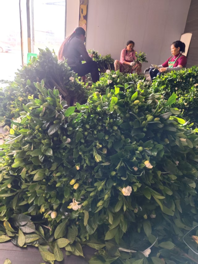 鲜切栀子花