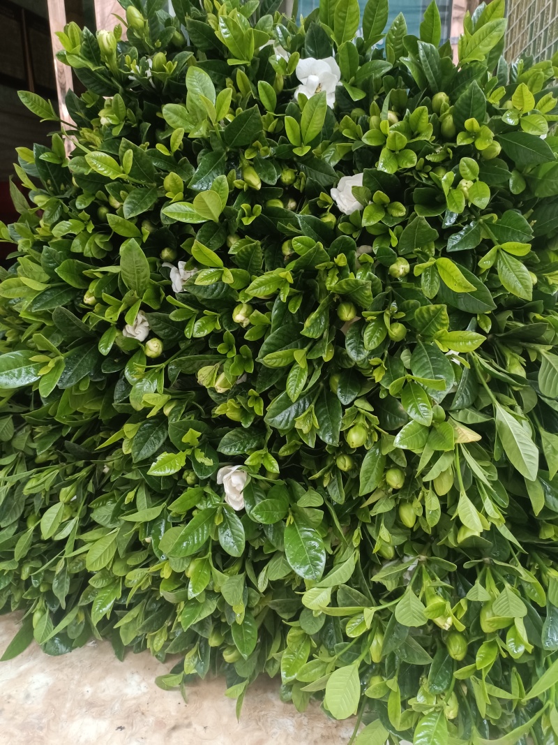鲜切栀子花