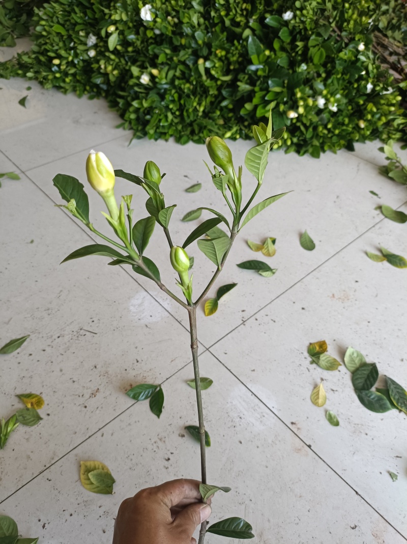 鲜切栀子花