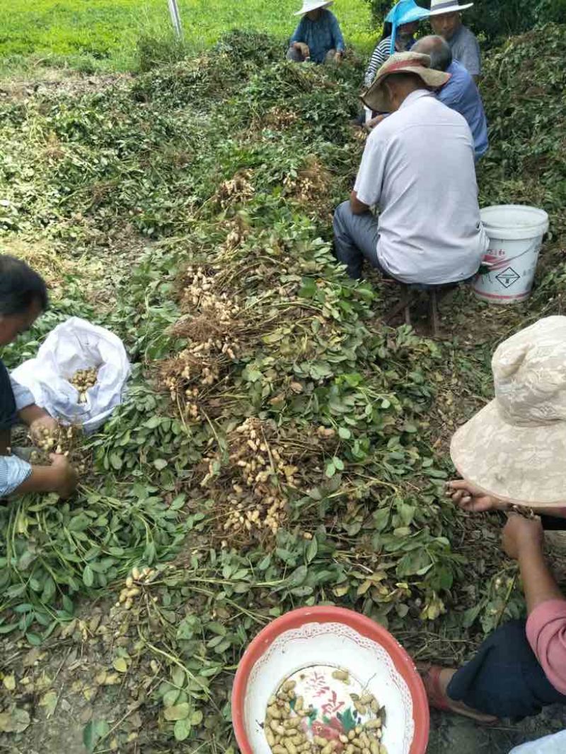 广东湛江花生代收代办一站式服务