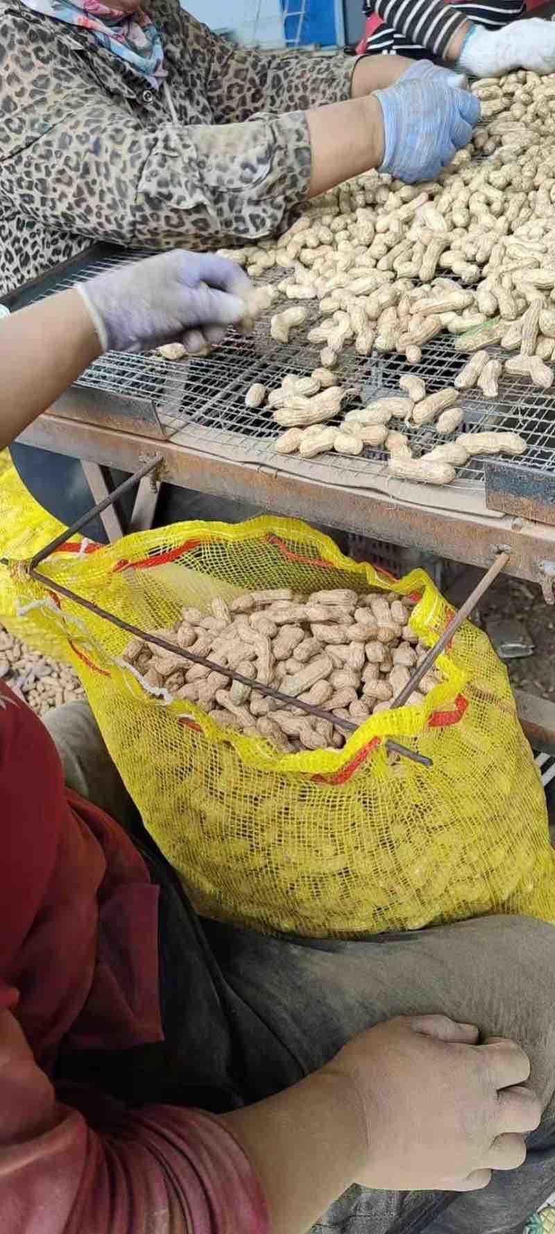 广东湛江花生代收代办一站式服务