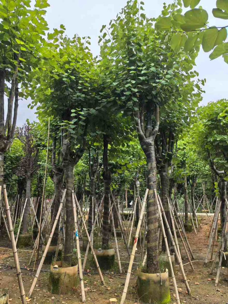 宫粉紫荆骨架8-25分，一手货源，基地直销，大量低价出售