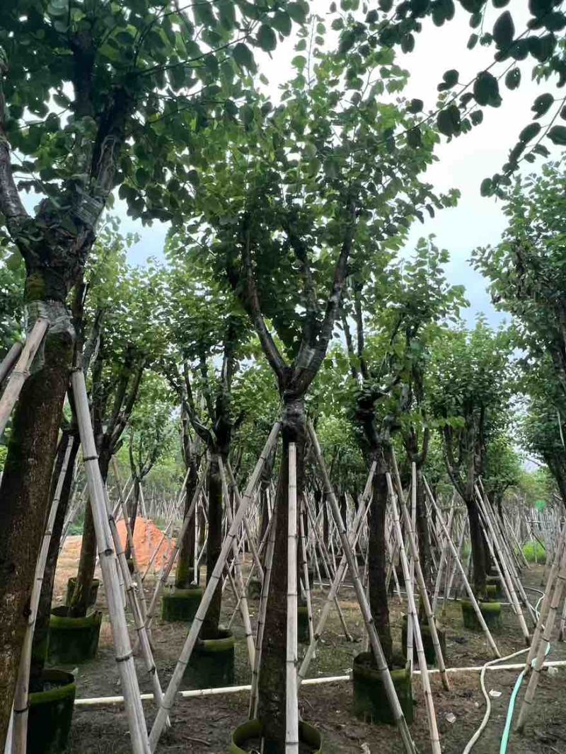 宫粉紫荆骨架8-25分，一手货源，基地直销，大量低价出售