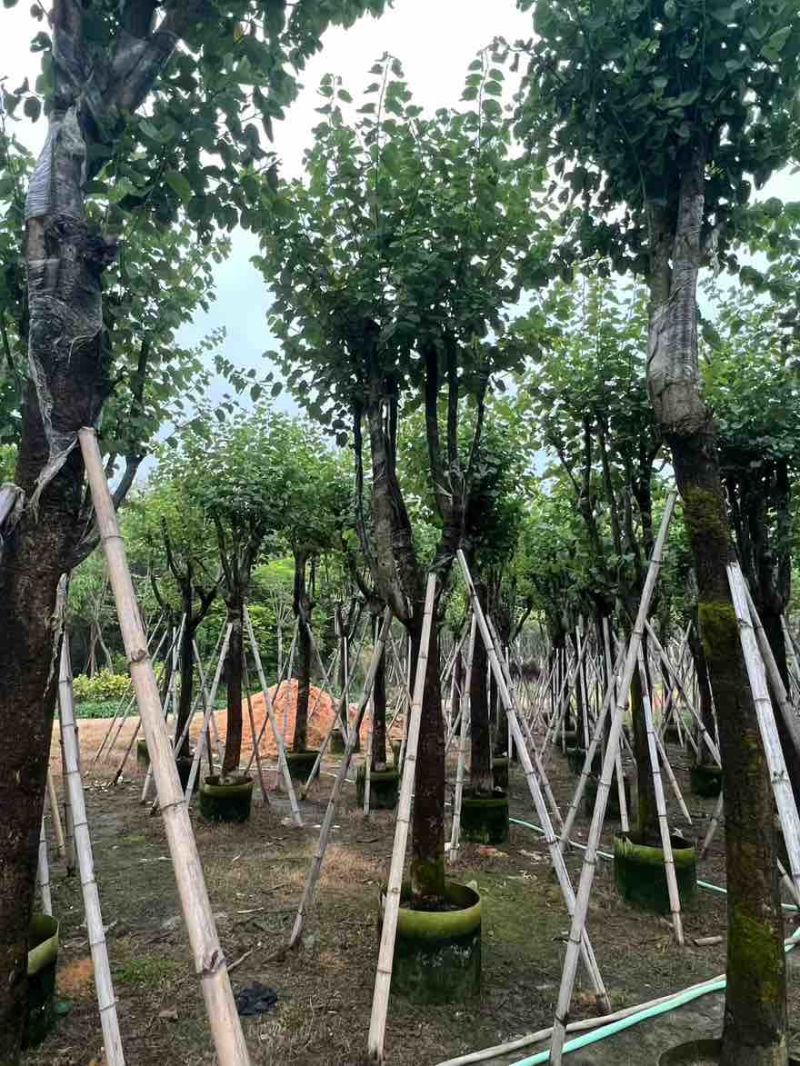 宫粉紫荆骨架8-25分，一手货源，基地直销，大量低价出售