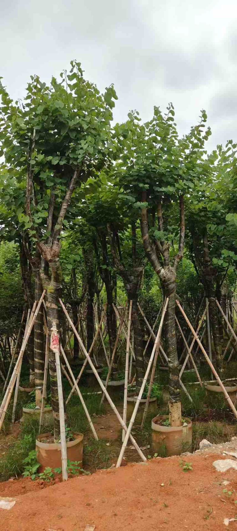 宫粉紫荆骨架8-25分，一手货源，基地直销，大量低价出售