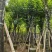 宫粉紫荆骨架8-25分，一手货源，基地直销，大量低价出售