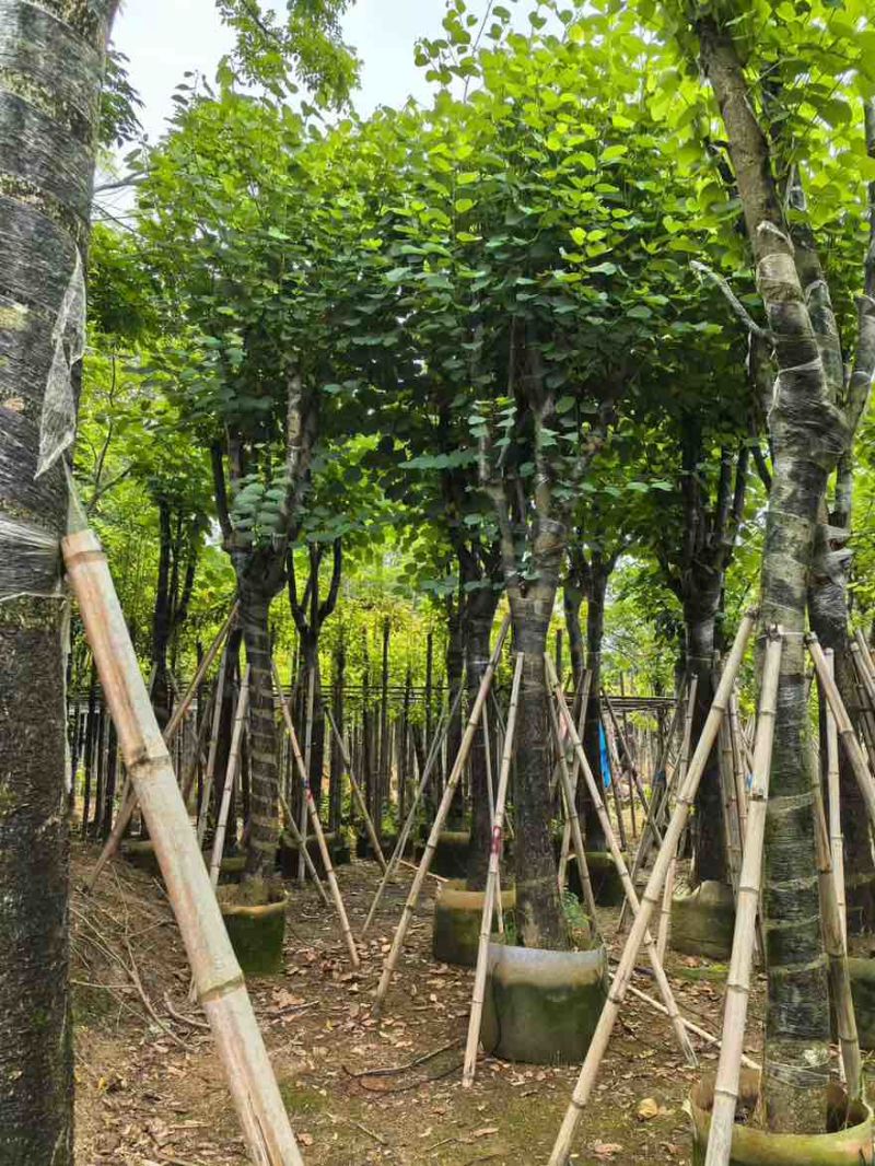 宫粉紫荆骨架8-25分，一手货源，基地直销，大量低价出售