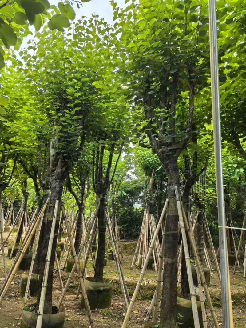 宫粉紫荆骨架8-25分，一手货源，基地直销，大量低价出售