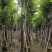 宫粉紫荆骨架8-25分，一手货源，基地直销，大量低价出售