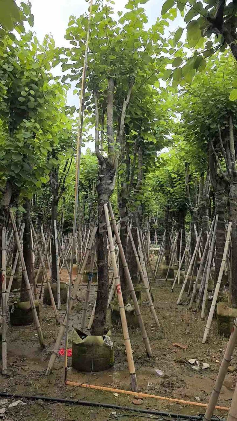 宫粉紫荆骨架8-25分，一手货源，基地直销，大量低价出售