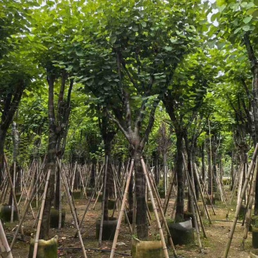 宫粉紫荆骨架8-25分，一手货源，基地直销，大量低价出售