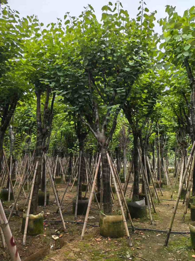 宫粉紫荆骨架8-25分，一手货源，基地直销，大量低价出售