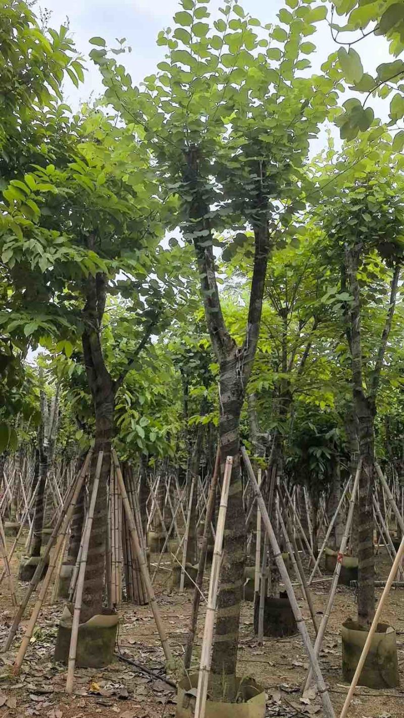 宫粉紫荆骨架8-25分，一手货源，基地直销，大量低价出售