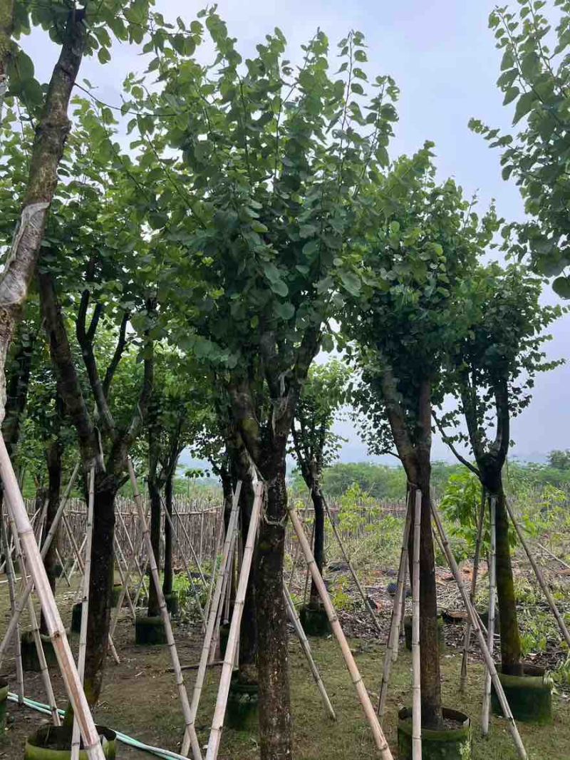宫粉紫荆骨架8-25分，一手货源，基地直销，大量低价出售
