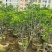 黄皮果苗1-15分，一手货源，基地直销，各种规格大量低价出售