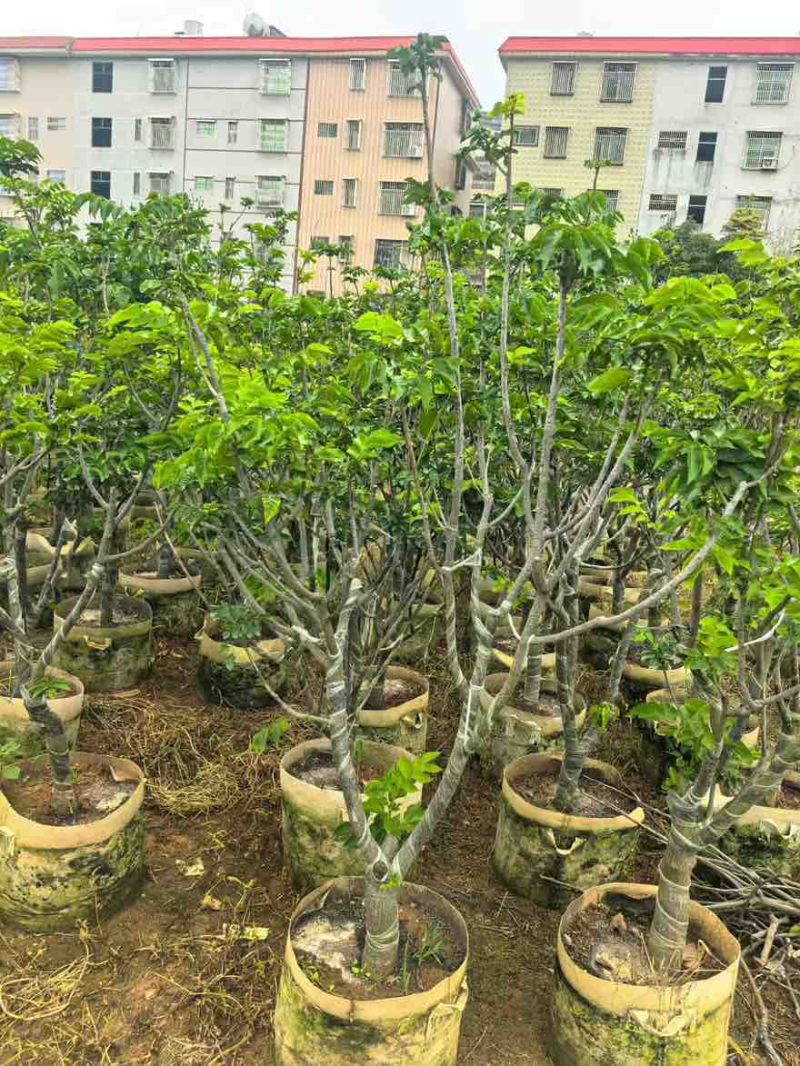 黄皮果苗1-15分，一手货源，基地直销，各种规格大量低价出售