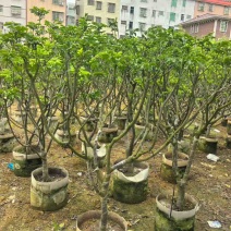 黄皮果苗1-15分，一手货源，基地直销，各种规格大量低价出售