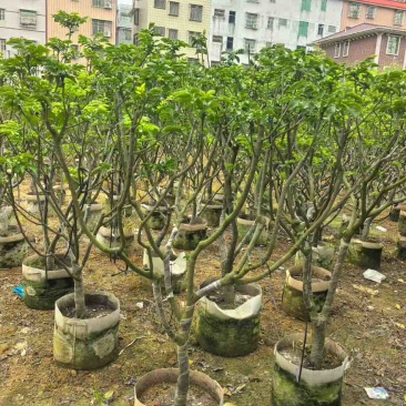 黄皮果苗1-15分，一手货源，基地直销，各种规格大量低价出售