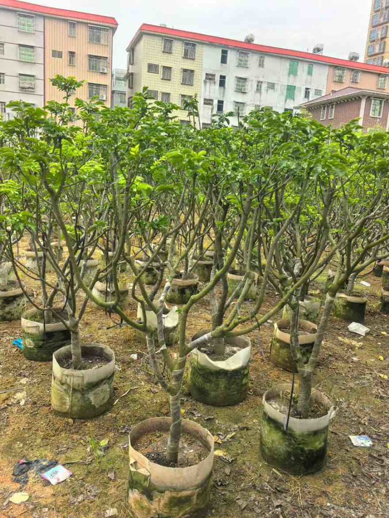 黄皮果苗1-15分，一手货源，基地直销，各种规格大量低价出售