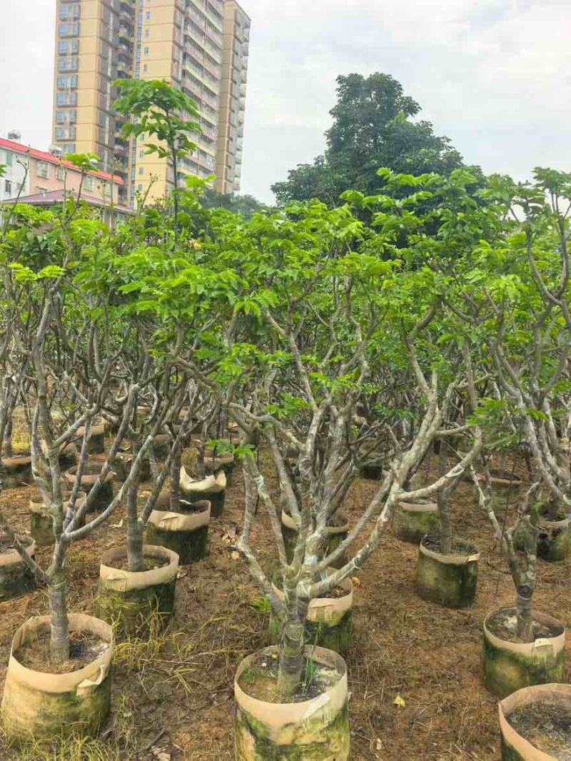 黄皮果苗1-15分，一手货源，基地直销，各种规格大量低价出售