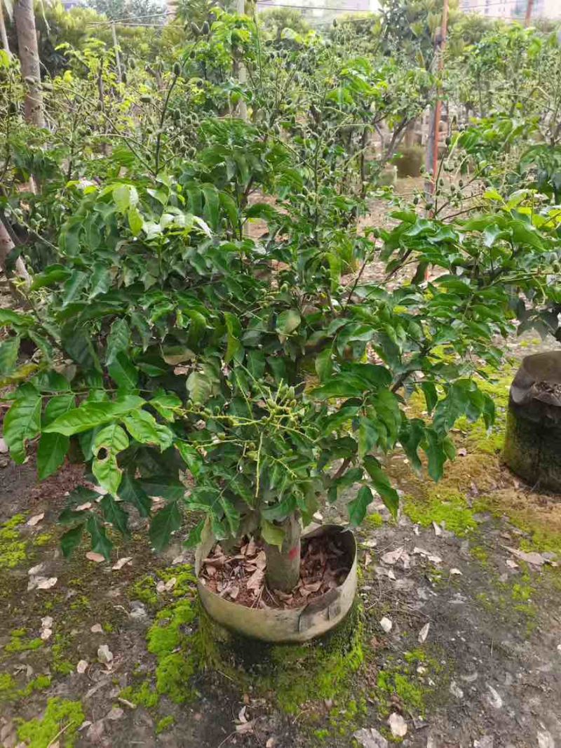 黄皮果苗1-15分，一手货源，基地直销，各种规格大量低价出售