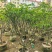 黄皮果苗1-15分，一手货源，基地直销，各种规格大量低价出售