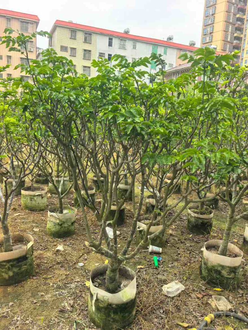 黄皮果苗1-15分，一手货源，基地直销，各种规格大量低价出售