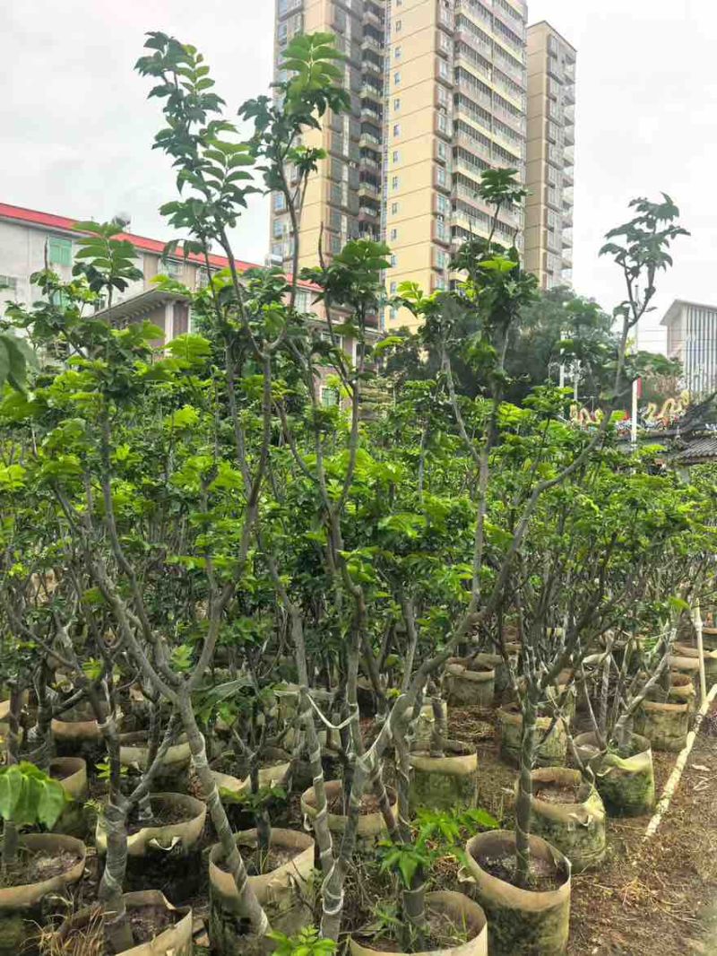 黄皮果苗1-15分，一手货源，基地直销，各种规格大量低价出售