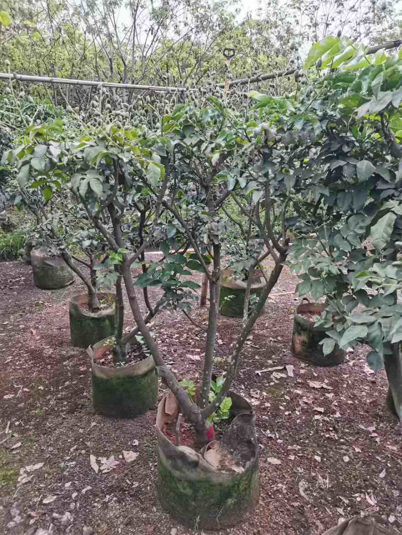 黄皮果苗1-15分，一手货源，基地直销，各种规格大量低价出售