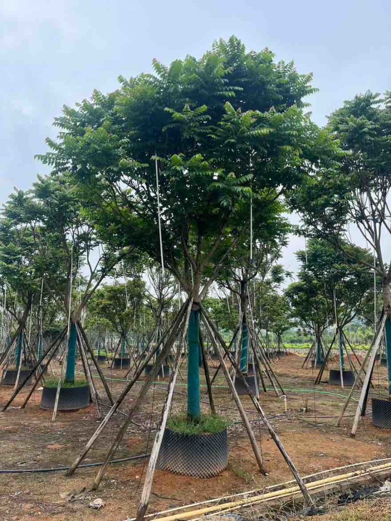 麻楝10-25分，骨架，大骨架，全冠，各种规格，大量低价出售