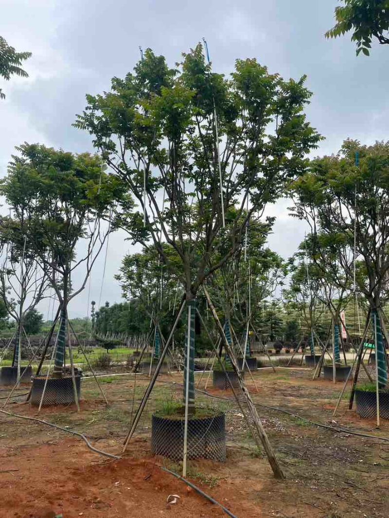 麻楝10-25分，骨架，大骨架，全冠，各种规格，大量低价出售