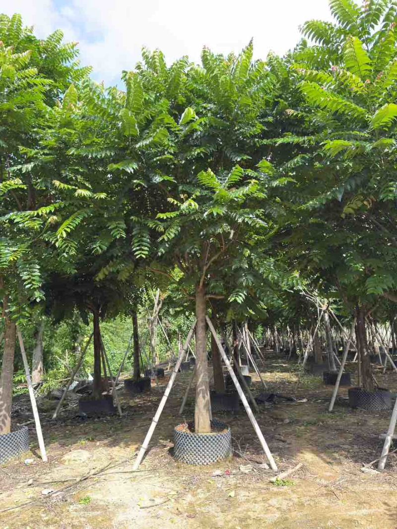 麻楝10-25分，骨架，大骨架，全冠，各种规格，大量低价出售