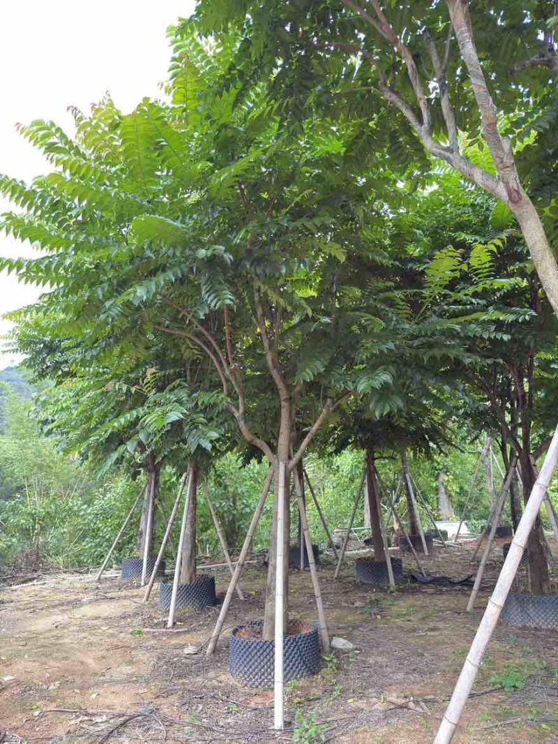 麻楝10-25分，骨架，大骨架，全冠，各种规格，大量低价出售