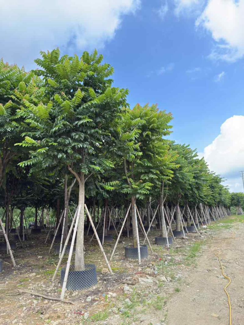 麻楝10-30分，一手货源，基地直销，各种规格大量低价出售