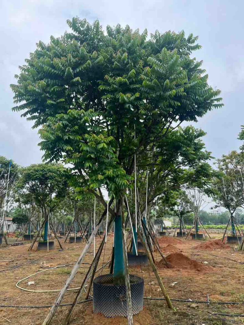 麻楝10-30分，一手货源，基地直销，各种规格大量低价出售