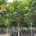 麻楝10-30分，一手货源，基地直销，各种规格大量低价出售