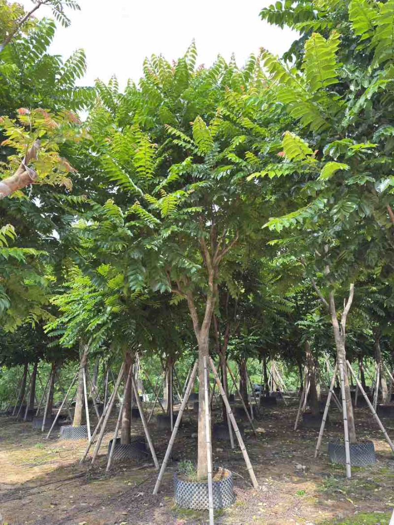 麻楝10-30分，一手货源，基地直销，各种规格大量低价出售