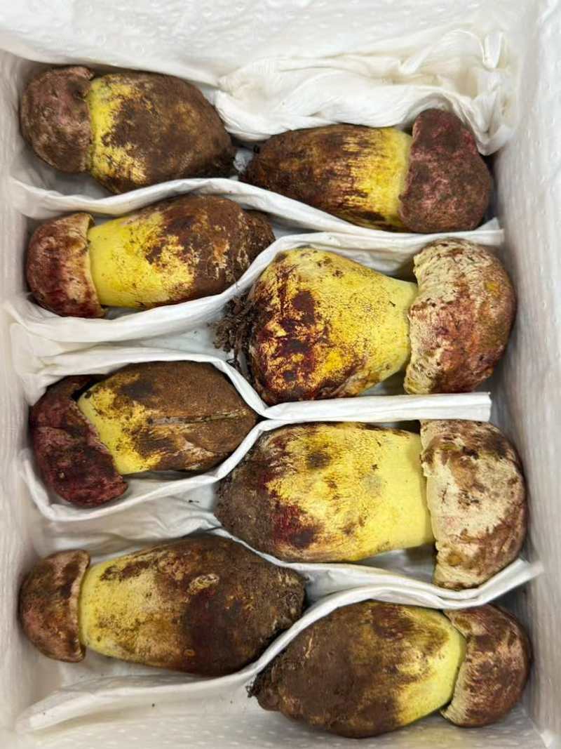 2026新鲜野生菌大量供应大量收购