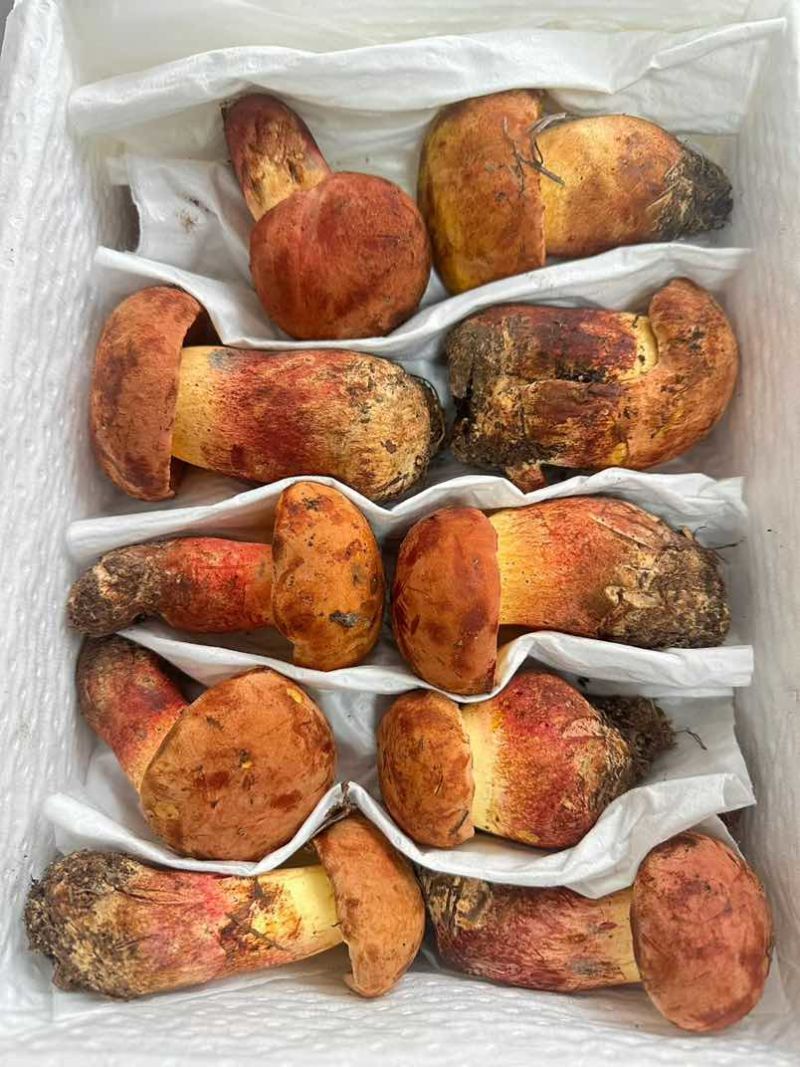 2026新鲜野生菌大量供应大量收购