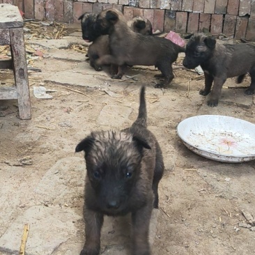 马犬