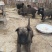 马犬