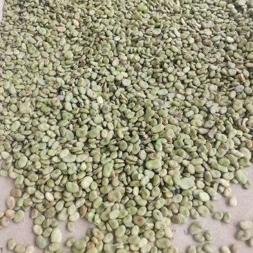 农户自种干蚕豆，当季新货、未人工挑选，不包运费，量大可谈